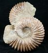 Double Mantelliceras Ammonite ( & inches) #12396-3